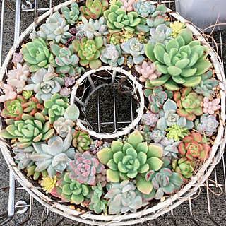 観葉植物/多肉植物/寄せ植え/建売住宅/鉢減らし...などのインテリア実例 - 2021-11-05 14:21:49