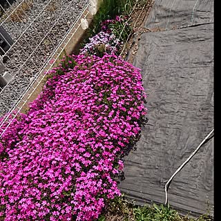玄関/入り口/芝桜がきれい/庭/にわDIY/庭作りはまだ途中…のインテリア実例 - 2023-04-15 08:21:30