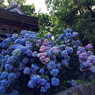 紫陽花大好き♪/北海道の夏/机のインテリア実例 - 2020-07-26 13:14:43