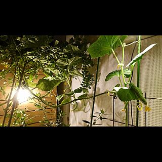 キュウリのススメ/ベランダ菜園/植物男子ベランダー/ベランダガーデン/きゅうり栽培...などのインテリア実例 - 2020-09-12 11:36:26