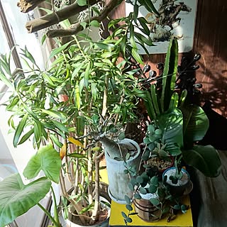 壁/天井/cactus clab→サボテンクラブ/植中毒になりつつある…/観葉植物のある部屋/NO GREEN NO LIFE...などのインテリア実例 - 2016-08-10 08:57:15