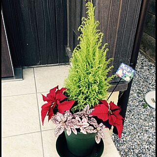 玄関/入り口/クリスマスツリーの予定/カインズホーム♡/植物/カインズのインテリア実例 - 2014-11-18 14:11:45