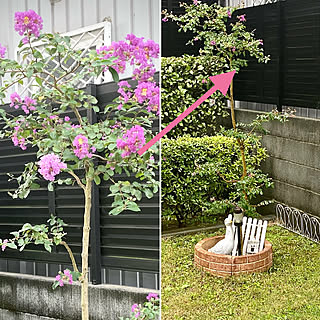 台風に気を付けてください(ﾉ;･ω･)ﾉ/台風の被害がありませんように/台風の影響でサルスベリ花が散った/見て頂き有難うございます♬/部屋全体のインテリア実例 - 2022-09-18 15:41:48