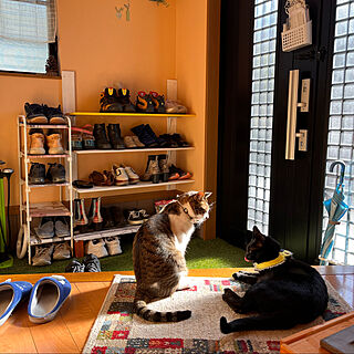 靴の棚DIY/パパを出迎える猫/白キジのん/ねこのいる風景/黒猫ミースケ...などのインテリア実例 - 2022-04-18 03:33:06
