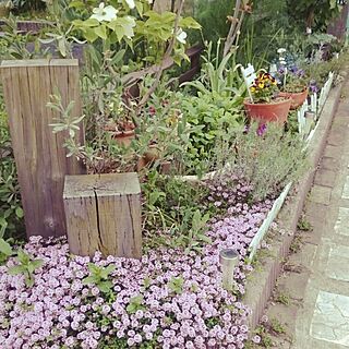 ハーブ/庭のお花/手作り庭/手作りアプローチのインテリア実例 - 2016-05-07 09:53:55