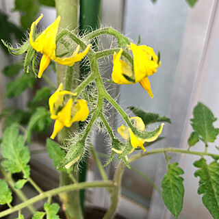 家庭菜園記録/家庭菜園を楽しむ/家庭菜園のある生活/家庭菜園の暮らし/家庭菜園...などのインテリア実例 - 2023-05-25 21:56:11