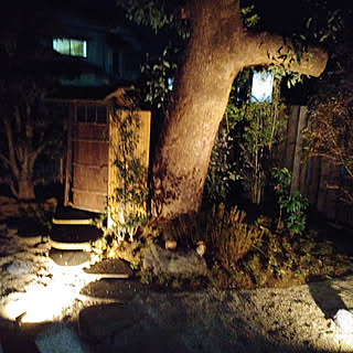中庭/DIY/照明/木のオブジェ/楠の木...などのインテリア実例 - 2020-02-02 19:16:53