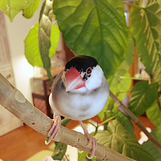 リビング/ウンベラータ/文鳥/文鳥のいる暮らしのインテリア実例 - 2018-10-02 13:24:26