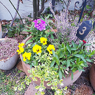 ベッド周り/庭仕事が好き/お花が好き/３月の花/ガーデニング...などのインテリア実例 - 2021-03-04 12:50:59