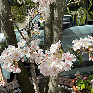 玄関前スペース/花壇/鉢植え/うこんさくら/鬱金桜...などのインテリア実例 - 2021-03-29 10:42:32