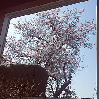 リビング/窓越しの眺め/窓越しの景色/桜の木のインテリア実例 - 2018-03-31 08:48:46
