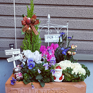 シクラメン寄せ植えのインテリア実例 Roomclip ルームクリップ