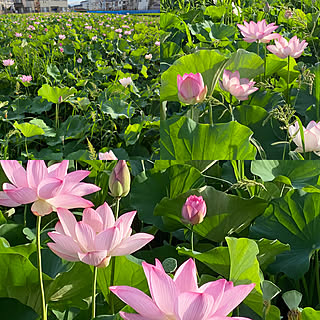 早朝散歩/早朝撮影/蓮の花/見てくれてありがとうございます♡/コメントお気遣いなく(⁎ᴗ͈ˬᴗ͈⁎)...などのインテリア実例 - 2022-07-30 08:59:40