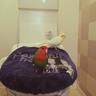 バス/トイレ/オカメインコ/インコ/小鳥さん/RCの出会いに感謝♡...などのインテリア実例 - 2018-12-29 12:28:39