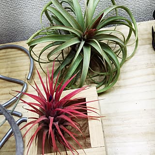 棚/Tillandsia Redy/tillandsia/s-Tillandsia/@s-tillandsia...などのインテリア実例 - 2016-04-20 09:39:15