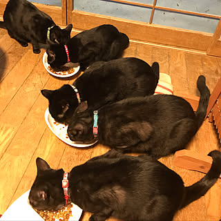 先輩猫/#黒猫/猫/リビングのインテリア実例 - 2019-10-05 09:13:18