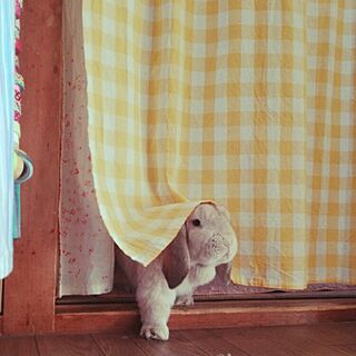 部屋全体/ウサギ/かわいい/カーテンのインテリア実例 - 2016-05-05 08:27:43