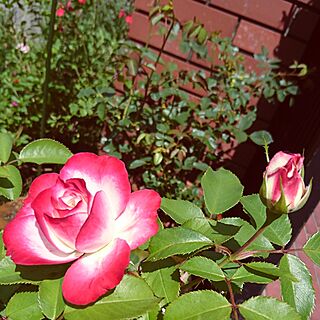 玄関/入り口/バラのある庭/バラのある暮らし/ｼﾞｭﾋﾞﾚﾃﾞｭﾌﾟﾘﾝｽﾄﾞｩﾓﾅｺ/バラ...などのインテリア実例 - 2017-06-04 09:55:00