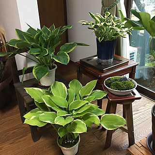 ホスタ 植物のある暮らしのインテリア実例 Roomclip ルームクリップ