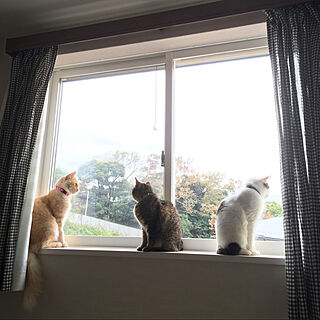 主寝室/窓/猫のための家づくり/猫と暮らす家/ベッド周りのインテリア実例 - 2019-11-12 12:43:11