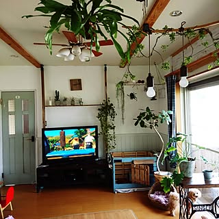 部屋全体/観葉植物のある部屋/コウモリラン苔玉/ラブリコでDIY/観葉植物のインテリア実例 - 2017-07-08 09:12:46