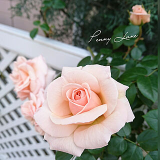 庭/バラ/薔薇好き♡/薔薇のある暮らし/花のある暮らし+..・* ❁...などのインテリア実例 - 2021-05-18 19:41:51