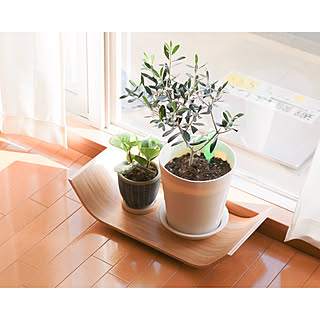 観葉植物のある暮らし/観葉植物/新商品買ったよ！/賃貸/2LDK...などのインテリア実例 - 2019-11-19 10:18:31