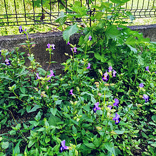 壁/天井/観葉植物/夏/熱中症にお気をつけて♪/ガーデニング　多肉植物...などのインテリア実例 - 2020-08-13 10:19:53