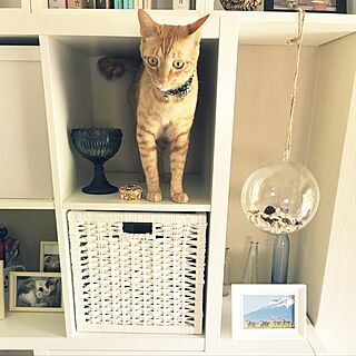 リビング/ねこと暮らす。/猫のいる風景/IKEA/Iittalaのインテリア実例 - 2017-06-06 11:38:03