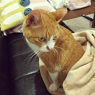 ぶらんけっと/ねこばかりですいません/ねこ大好きです/猫と暮らす家/ペットは家族...などのインテリア実例 - 2022-11-08 23:14:08