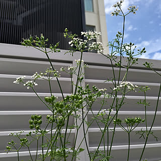 玄関/入り口/パクチーの種？/パクチーの花は白かった/パクチー/庭...などのインテリア実例 - 2018-06-24 12:34:58