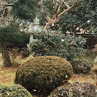 2月のお庭/百日紅/山茶花/雪/灯籠...などのインテリア実例 - 2023-02-22 18:37:07