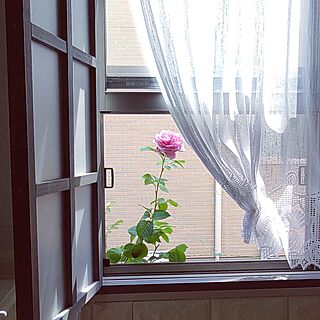 リビング/庭/薔薇ビアンヴニュ/ダイニング横の窓に♡/窓辺からこんにちは♪する薔薇♡...などのインテリア実例 - 2023-06-16 09:51:52