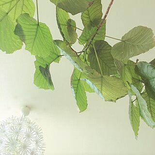 壁/天井/植物のインテリア実例 - 2014-07-20 11:56:17