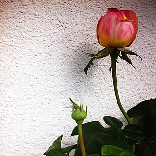 部屋全体/花のある暮らしを楽しむ/薔薇のある生活/蕾み/薔薇...などのインテリア実例 - 2022-11-27 22:59:24