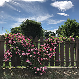 場所考えて植えればよかった(--;)/ミニバラ/記録用/いつもいいね！ありがとうございます♪/フォローすごく嬉しいです♡...などのインテリア実例 - 2020-06-12 07:29:47