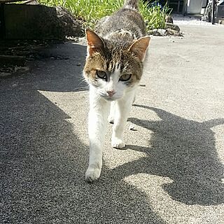 ベッド周り/実家のヌコ/元は野良ちゃん/カボちゃん/猫のいる風景...などのインテリア実例 - 2016-10-11 13:13:05