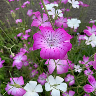 植物のある暮らし/アグロステンマ/庭/花のある暮らし/ネモフィラ...などのインテリア実例 - 2020-05-26 00:04:22