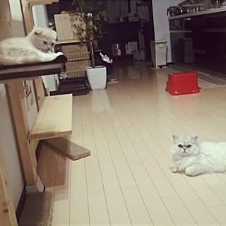 リビング/ペルシャ猫/スコティッシュフォールド/ねこと暮らす/ひまわりちゃん...などのインテリア実例 - 2016-04-28 13:49:44