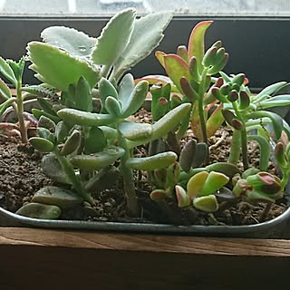 机/観葉植物のある部屋/多肉植物寄せ植え/癒される空間/観葉植物...などのインテリア実例 - 2016-07-25 08:19:21