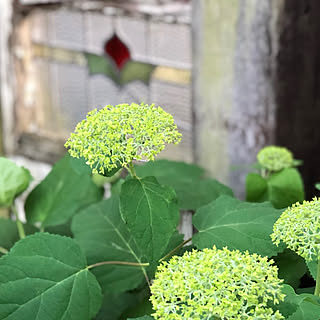 開花間近/蕾がたくさん♡/アナベル/こんにちは＊*。/❤︎ありがとうございます...などのインテリア実例 - 2019-05-31 15:41:33