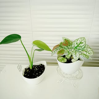 植物/日替わり投稿企画!木曜日/ダイソー/観葉植物のある部屋/エコカラットの壁...などのインテリア実例 - 2017-07-14 16:33:34