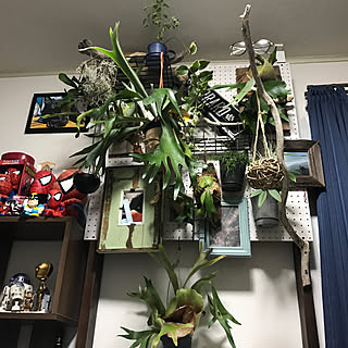 流木/観葉植物/DIY/雑貨/リビングのインテリア実例 - 2019-12-09 17:24:40