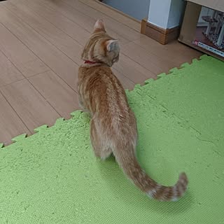 リビング/マンチカン/ねこと暮らす/ねこのいる日常/ねこばかりすみませんm(._.)mのインテリア実例 - 2017-05-21 06:54:16