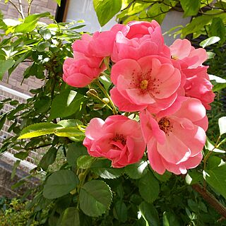 机/おはようございます♪/庭/ガーデニング/薔薇が好き...などのインテリア実例 - 2017-07-16 09:44:42