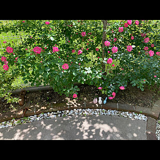 花壇/エクステリア/つるバラアンジェラ/つるバラ/薔薇のある暮らし...などのインテリア実例 - 2023-05-10 15:13:50