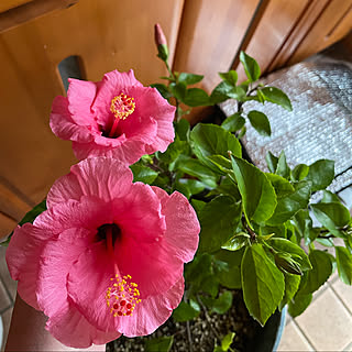 去年は葉っぱ落ちましたが今年は付いてます/ハイビスカス鉢植え/朝晩冷える/土砂降り6℃/自己流で冬囲いしました...などのインテリア実例 - 2021-12-01 20:16:34