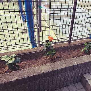 庭/花壇/ハイビスカスが咲きました。/玄関/入り口のインテリア実例 - 2020-09-01 19:17:15