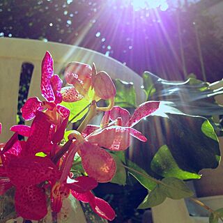 植物/花＊/庭のインテリア実例 - 2013-09-02 08:43:06