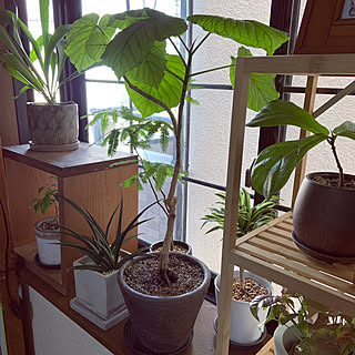 棚/植物が好き/観葉植物/無印良品/ナチュラル...などのインテリア実例 - 2023-08-23 09:13:31